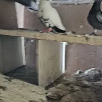 کبوتر رنگی|پرنده|اهواز, طالقانی|دیوار