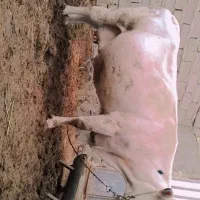 گاوخارجی ابست|حیوانات مزرعه|هامون, |دیوار