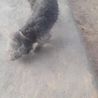 دو عدد پاکوتاه نرو ماده واگذاری|سگ|بیستون, |دیوار