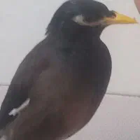 یه مرغ مینا گم شده