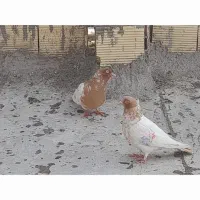 فروش ۳ عدد کبوتر|پرنده|نجف‌آباد, یزدانشهر|دیوار