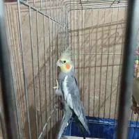 عروس هلندی|پرنده|ابرکوه, |دیوار