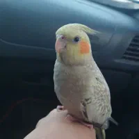 عروس هلندی گمشده|حیوانات|اسلام‌شهر, شهرک سعیدیه|دیوار