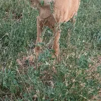 سگ ماده پژدر|سگ|قزوین, |دیوار