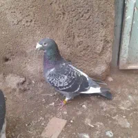 پلاکی سرعتی