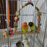 طوطی برزیلی جفت