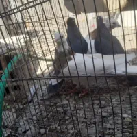 یه جفت طوق سور کلای یا جفت سیاه پلنگ کلای