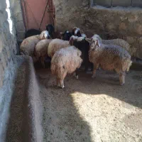 10راس بره 8راس نر و2راس ماده دوری|حیوانات مزرعه|حمیل, |دیوار