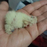 پرنده ها همه بشرط یکجا باتمام تجهیزات