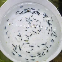 میگو شریمپ|ماهی|تبریز, |دیوار