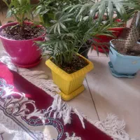 گل وگیاه طبیعی|گل و گیاه طبیعی|مشکیندشت, |دیوار