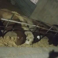 15راس گوسفند داشتی جفتی 30