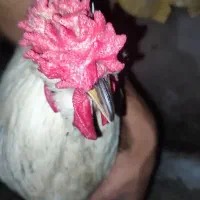 گلین