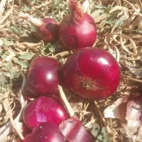 پیاز دارم هم امباری هم توری کسی خواست در خدمتم|خوردنی و آشامیدنی|بوکان, |دیوار