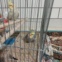 عروس هلندی|پرنده|ساوه, |دیوار