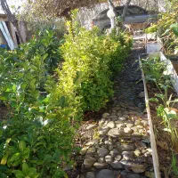 شمشاد طلایی و معمولی|گل و گیاه طبیعی|کیاشهر, |دیوار