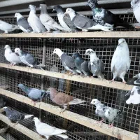 کبوتر جوجه پرشی|پرنده|قائمشهر, |دیوار