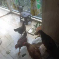 جوجه محلی رسمی اصل