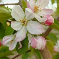 باغ زمین ویلا شورین