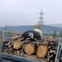 خریدار چوب وریشه وچوب ساختمانی ونجاری