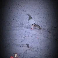 سلام یک ماده زابلی گرفته شوده از پارسال و ثب هست