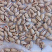 پسته فروشی درجه یک|خوردنی و آشامیدنی|کویرات, |دیوار