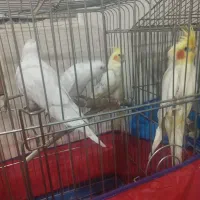 عروس هلندی 10روزه تا دانخور