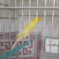 قناری نررسمی بلندمست|پرنده|شاهینشهر, نبوت|دیوار