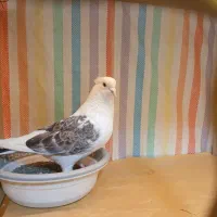 کبوتر|حیوانات|زنجان, |دیوار