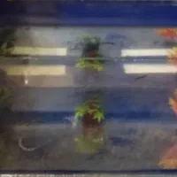 دو عدد آکواریم ویک عدد اکسیژن