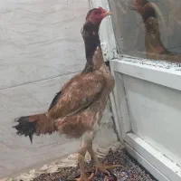 خروس لاری|حیوانات مزرعه|سرپل ذهاب, |دیوار