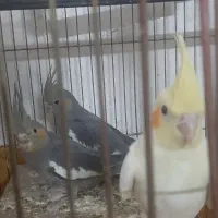 جوجه عروس هلندی ۴۰ روزه