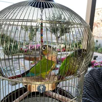 جفت طوطی گرین‌چیک مولد و سالم با قفس کامل|پرنده|تبریز, |دیوار