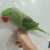 شاه طوطی نر|پرنده|ملارد, |دیوار