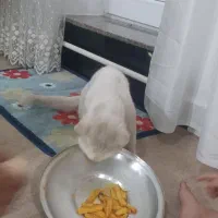 پیدا شده|حیوانات|نقده, |دیوار