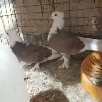 کفتر گره درحایی