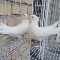 جفت کبوتر اراکی چشم و چنگ سفید دیدنی|پرنده|مرودشت, سهل‌آباد|دیوار
