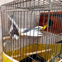 جفت عروس هلندی جوان مولد کارداده با قفس کامل|پرنده|شیراز, ریاستی|دیوار