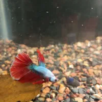 ماهی فایتر نر نژاد هافمون|ماهی|فردیس, نگارستان|دیوار