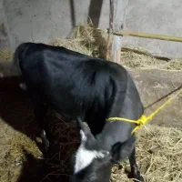 گوساله 8ماهه دورگ محلی|حیوانات مزرعه|رضوانشهر, |دیوار