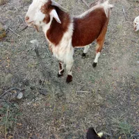 نری سر حال نژاد دار