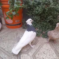 کفترطوقی وکفترزرد پاک هردوهم تاجدار