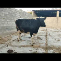 گاو و گوساله|حیوانات مزرعه|اقلید, |دیوار