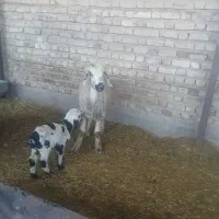 میش وبره|حیوانات مزرعه|مرودشت, زنگی آباد|دیوار