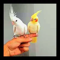 طوطی های بامزه زینتی راهب و غیره|پرنده|تهران, جیحون|دیوار