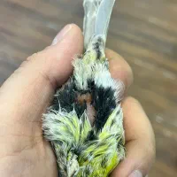 قناری لیزارد ماده آماده پس کوزه