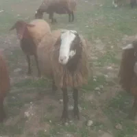 قوچ دامازلیخ