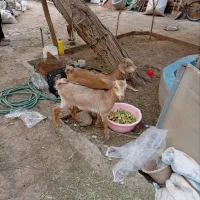 دوقلو،سانن،هردوماده،خوش ذات،از مادرشیری ودوقلوزا