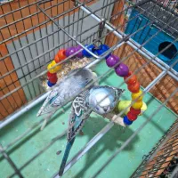 مرغ عشق|پرنده|ماهدشت, |دیوار