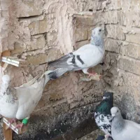 کفتر صید شامی کاکلی